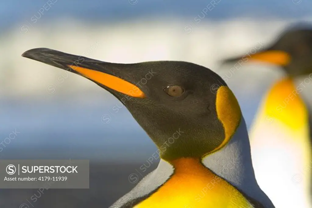King Penguins (Aptenodytes patagonicus) on beach (close up) standing together, with blue sea and surf as backdrop,  St. Andrews Bay; Southern Ocean; Antarctic Convergance; South Georgia Island
