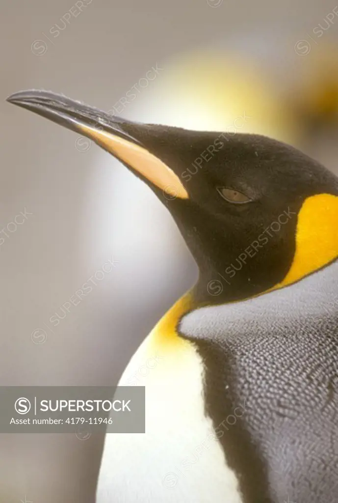 King Penguin (Aptenodytes patagonica) portrait. So. Georgia Is