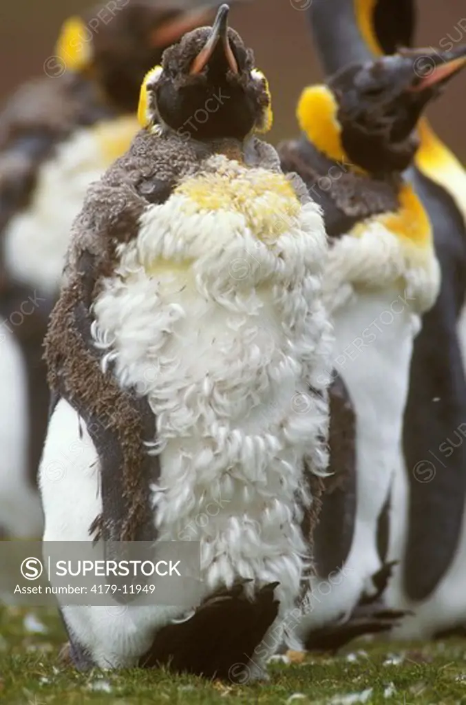 King Penguin (Aptenodytes patagonica) moulting. Falkland Islands