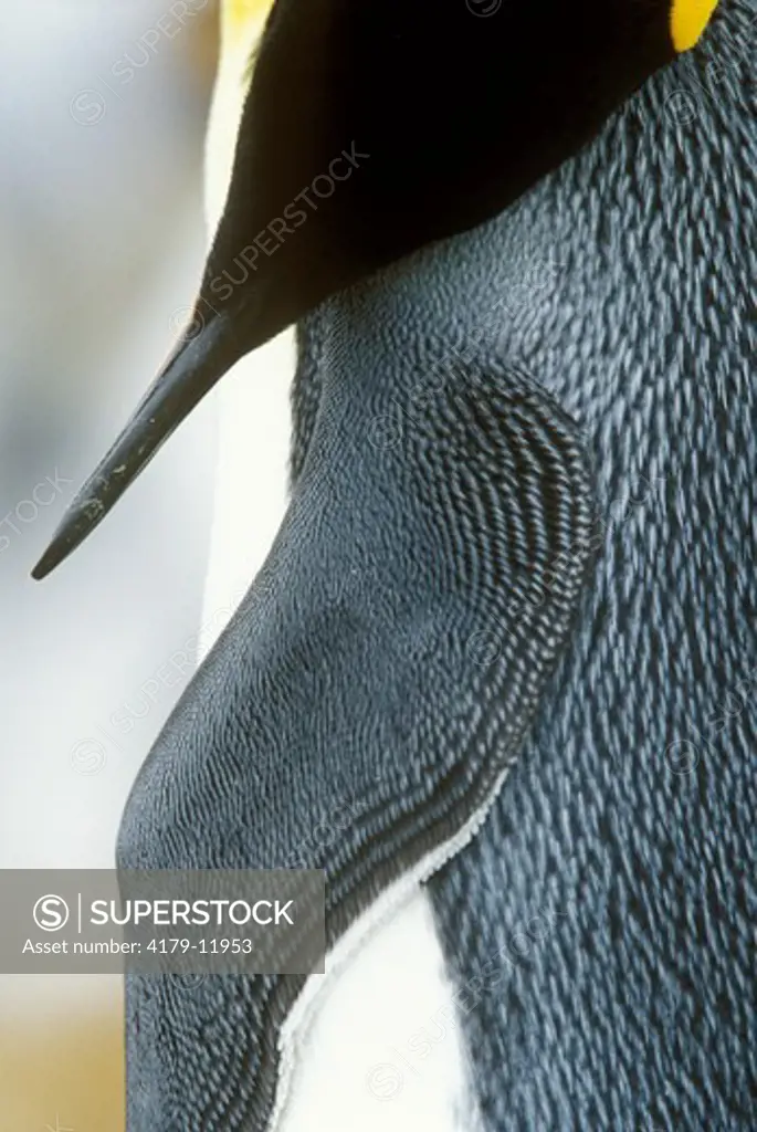King Penguin (Aptenodytes patagonica), Pattern Detail, Falklands