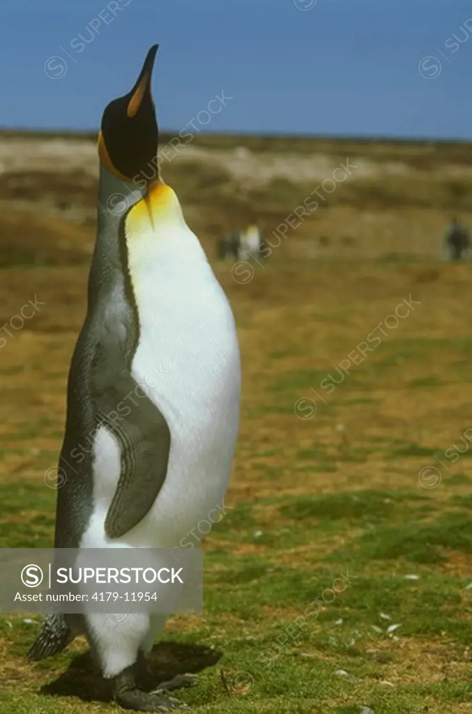 King Penguin displaying (Aptenodytes patagonicus), Volunteer Point, Falklands
