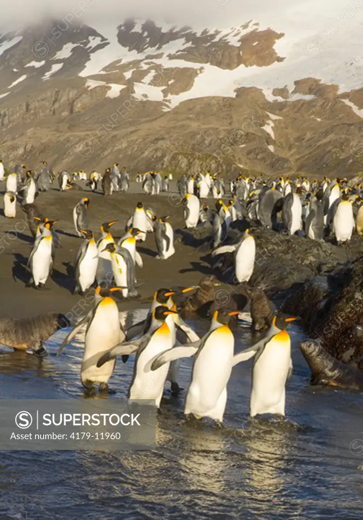 King penguins (Aptenodytes patagonicus)  walking together into the sea to wash their fine feathers which insulate their bodies in cold climate, Antarctic fur seal ( Aptenodytes gazella) in background, early fall,  Right Whale Bay; Southern Ocean; Antarcti
