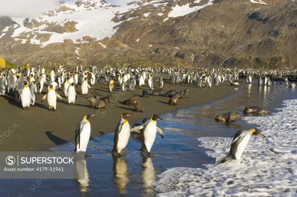 King penguins (Aptenodytes patagonicus)  walking together into the sea to wash their fine feathers which insulate their bodies in cold climate, Antarctic fur seal (Arctocephalus gazella) in background, early fall,  Right Whale Bay; Southern Ocean; Antarct