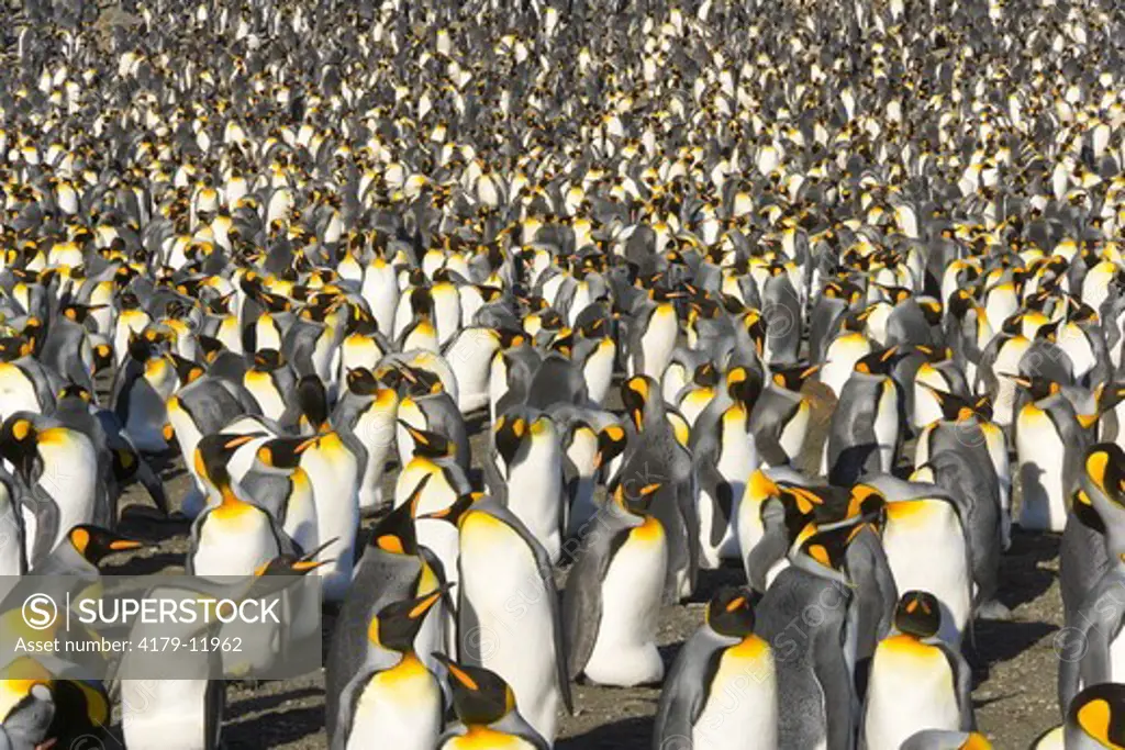 King penguin (Aptenodytes patagonicus)  big and crowded rookery with tens of thousands of birds, who are walking, sleeping, nesting, fighting and protecting small chicks near sea coast,  Right Whale Bay, Southern Ocean, Antarctic Convergance  South Georgi