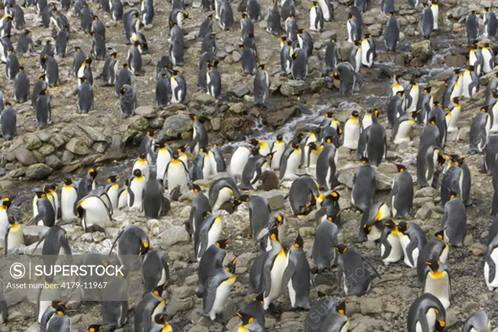 King Penguin (Aptenodytes patagonicus)  big and crowded rookery divided by mountain stream with tens of thousands of birds walking, sleeping, nesting, fighting and protecting small chicks near sea coast,  Right Whale Bay, Southern Ocean, Antarctic Converg