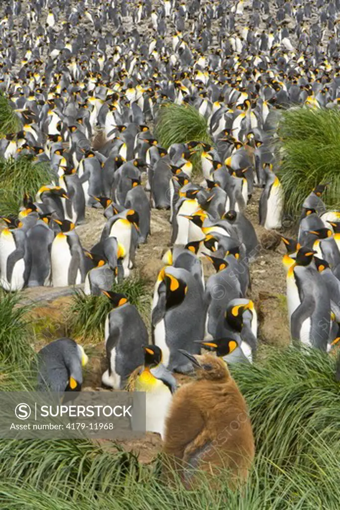 King Penguin chick covered with brown down (Aptenodytes patagonicus)  near big and crowded rookery with tens of thousands of birds, who are walking, sleeping, nesting, fighting and protecting their small chicks near sea coast,  Right Whale Bay, Southern O