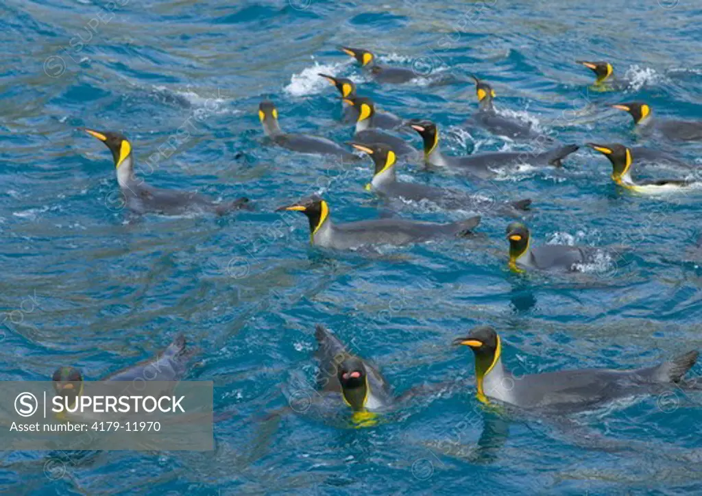 King Penguins (Aptenodytes patagonicus) group swimming and  washing in sea to keep feathers clean and assure good insulation for their blubber encased bodies, fall morning, Right Whale Bay; Southern Ocean; Antarctic Convergance; South Georgia Island