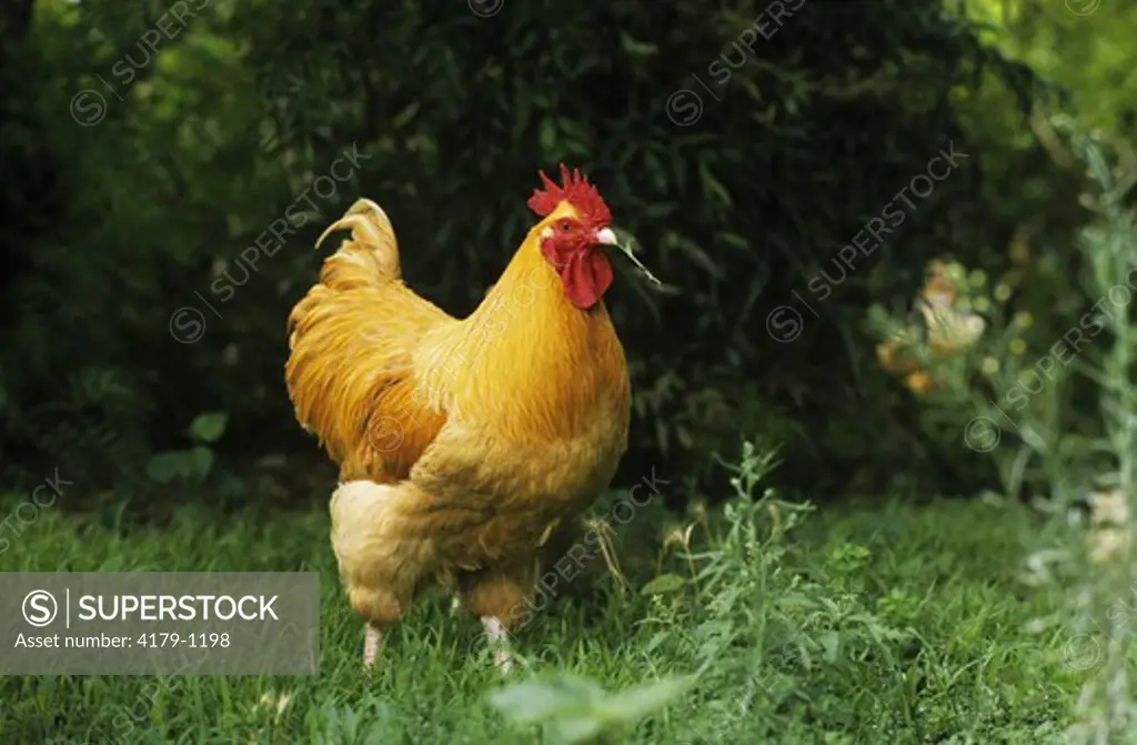 Buff Orphington Chicken (Gallus gallus domestica), England