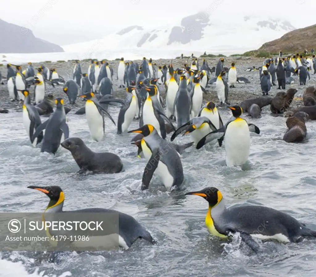 A raft of King Penguins (Aptenodytes patagonicus) swimmng and washing their feathers to maintain their insulating properties in cold climate, near beaches of Salisbury Plain, Southern Ocean, Antarctic Convergance  South Georgia Island