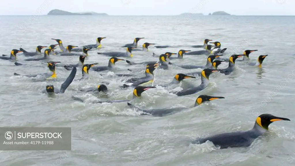 A raft of King Penguins (Aptenodytes patagonicus)  swimmng and washing their feathers to maintain their insulating properties in cold climate, near beaches of  Salisbury Plain, Southern Ocean, Antarctic Convergance  South Georgia Island