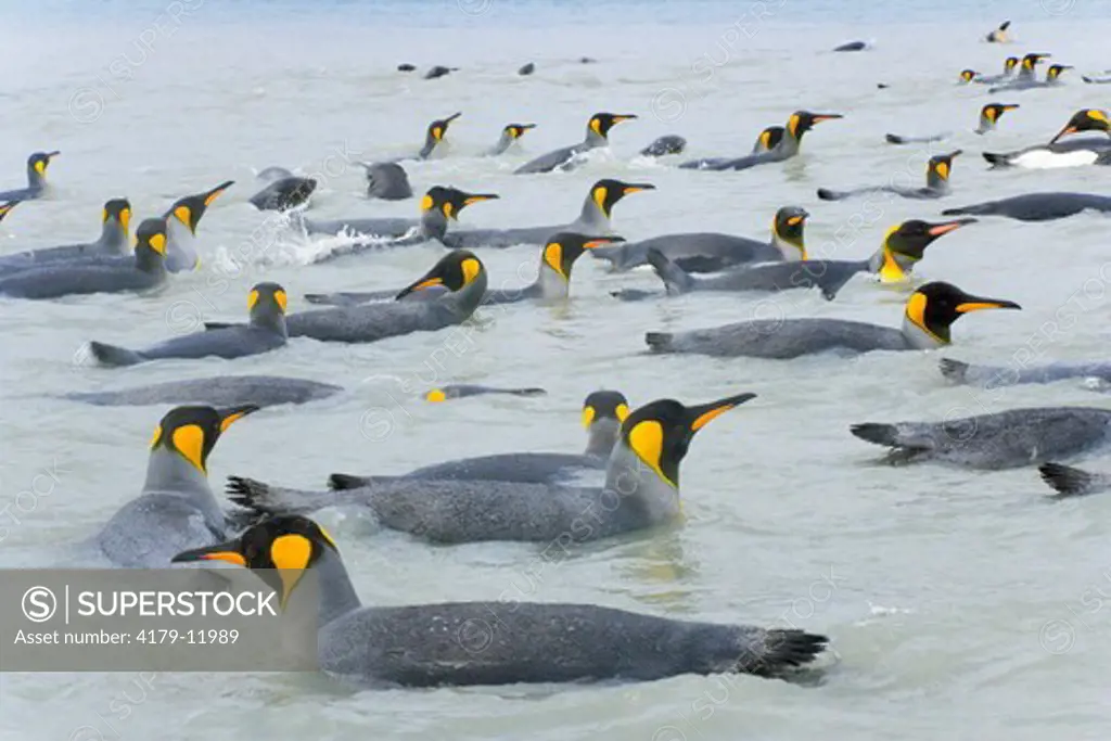 A raft of King penguins (Aptenodytes patagonicus)  swimmng and washing their feathers to maintain their insulating properties in cold climate, near beaches of  Salisbury Plain, Southern Ocean, Antarctic Convergance  South Georgia Island