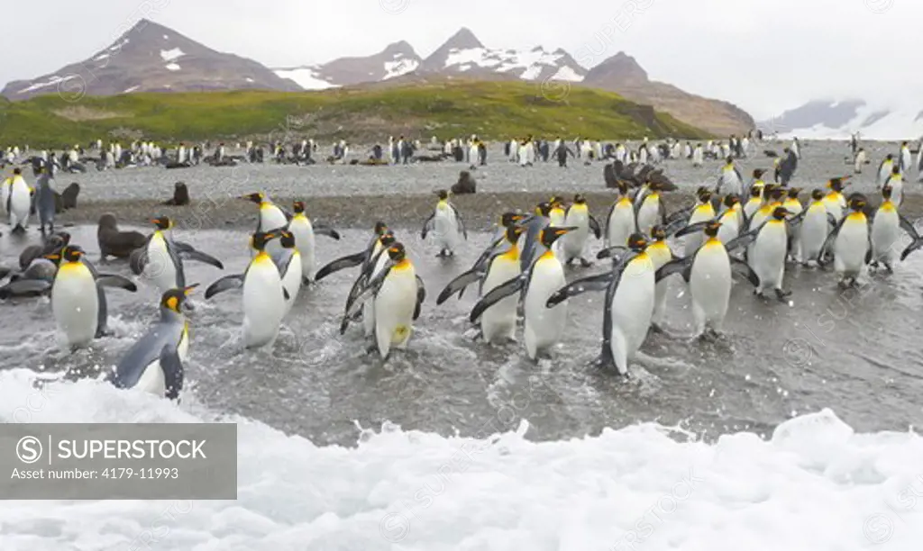A raft of King Penguins (Aptenodytes patagonicus)  walking  to sea to swim and wash their feathers to maintain their insulating properties in cold climate, near beaches of  Salisbury Plain, Southern Ocean, Antarctic Convergance  South Georgia Island
