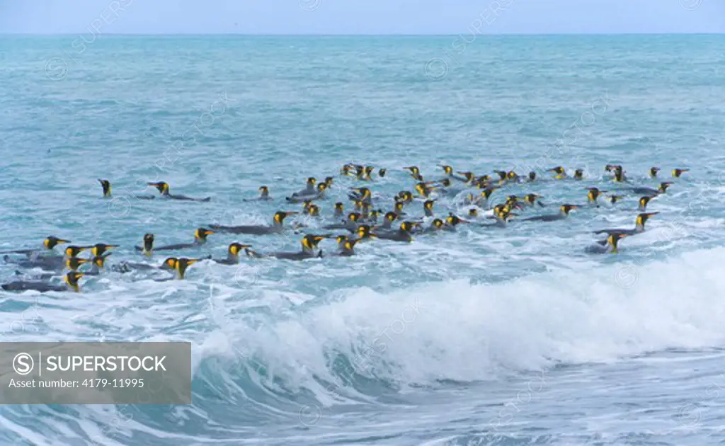 King Penguins (Aptenodytes patagonicus) raft swimming and bathing in sea to clean feathers and assure their insulating qualtities in cold climate, fall, near Fortuna Glacier; Southern Ocean; Antarctic Convergance; South Georgia Island