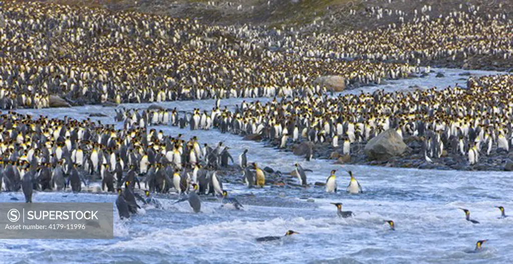 King Penguin (Aptenodytes patagonicus) rookery along glacial river, with birds crossing cold current and swimming in surf of the sea, fall, St. Andrews Bay; Southern Ocean; Antarctic Convergance; South Georgia Island