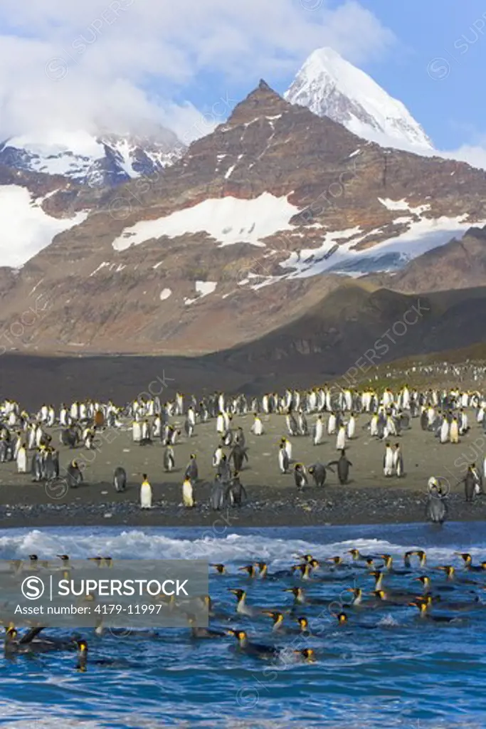 King Penguin (Aptenodytes patagonicus) rookery on shore, with rafts of birds swimming and washing in sea to clean their feathers, majestic Allardyce Range in background,  fall, St. Andrews Bay; Southern Ocean; Antarctic Convergance; South Georgia Island