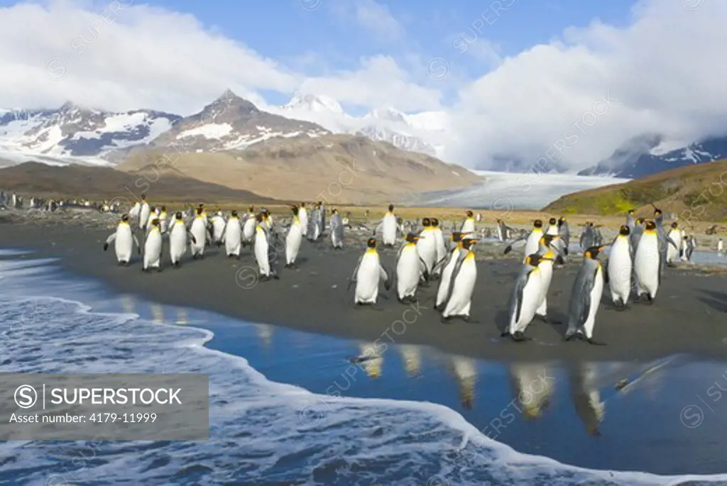 King Penguins (Aptenodytes patagonicus)  walking in groups along surf line near rookery, Allardyce Range and glaciers in background, fall, St. Andrews Bay; Southern Ocean; Antarctic Convergance; South Georgia Island