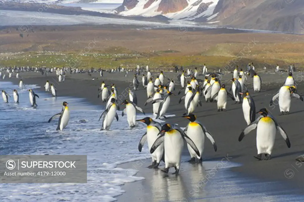 King Penguins (Aptenodytes patagonicus) walking into sea near rookery to wash and clean their feathers and keep their insulating qualities, fall, St. Andrews Bay; Southern Ocean; Antarctic Convergance; South Georgia Island