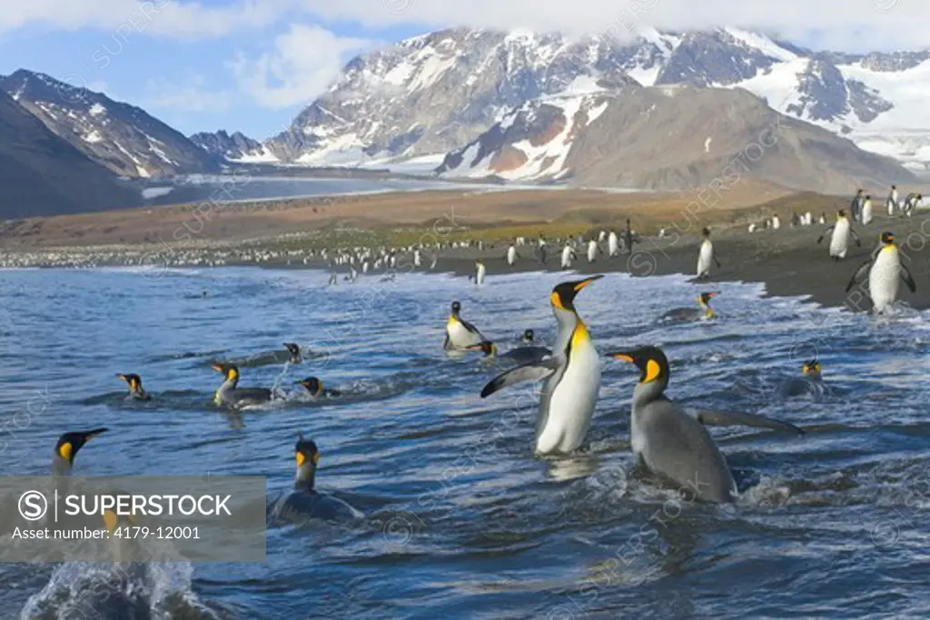 King penguins (Aptenodytes patagonicus) coming on beach near rookery after washing and cleaning their feathers and keeping their insulating qualities, fall, Allardyce Range, St. Andrews Bay; Southern Ocean; Antarctic Convergance; South Georgia Island