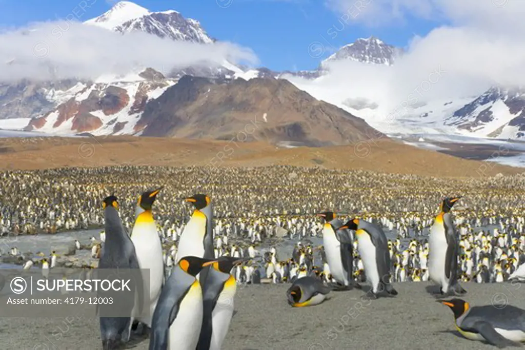 King Penguins (Aptenodytes patagonicus) in crowded coastal rookery along glacial river, majestic Allardyce Range and glacier in background, fall, St. Andrews Bay; Southern Ocean; Antarctic Convergance; South Georgia Island