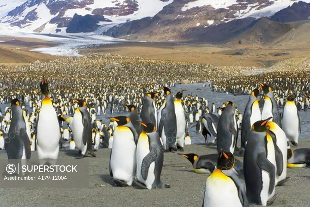 King Penguins (Aptenodytes patagonicus) in crowded coastal rookery along glacial river, fall, St. Andrews Bay; Southern Ocean; Antarctic Convergance; South Georgia Island