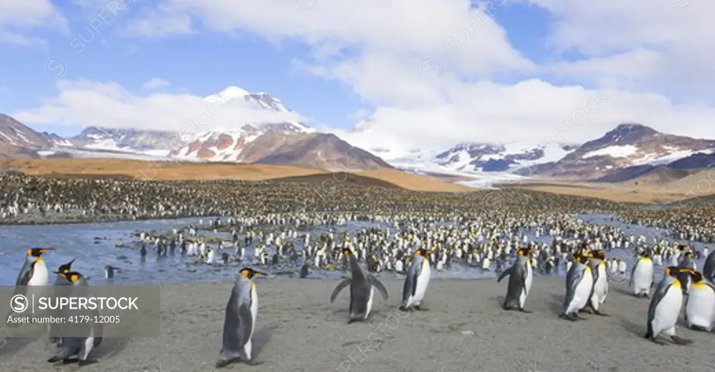 King Penguins (Aptenodytes patagonicus) in crowded coastal rookery along glacial river, majestic Allardyce Range and glacier in background, fall, St. Andrews Bay; Southern Ocean; Antarctic Convergance; South Georgia Island