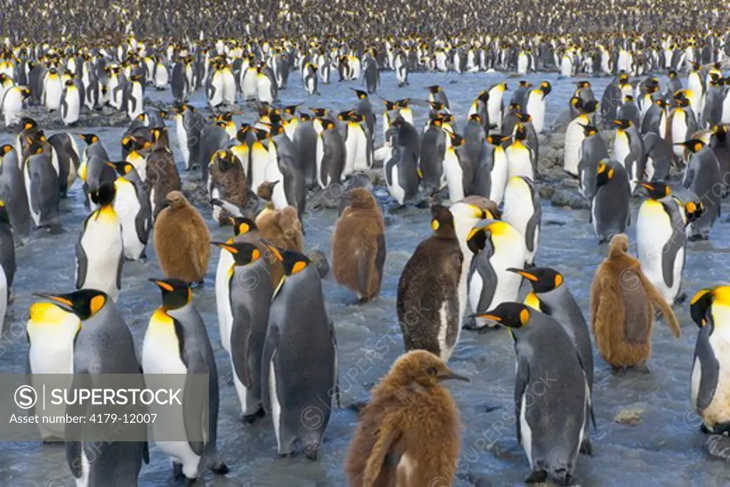 King penguins (Aptenodytes patagonicus) in crowded coastal rookery along glacial river, fall, St. Andrews Bay; Southern Ocean; Antarctic Convergance; South Georgia Island