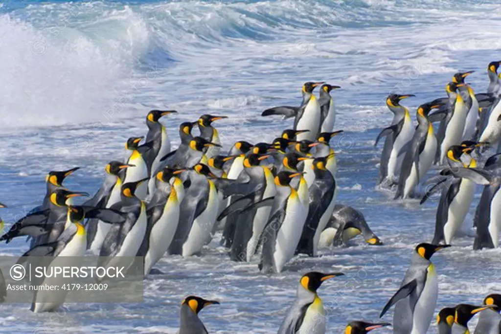 King penguins (Aptenodytes patagonicus) coming on beach near rookery after washing and cleaning their feathers and keeping their insulating qualities, fall, St. Andrews Bay; Southern Ocean; Antarctic Convergance; South Georgia Island