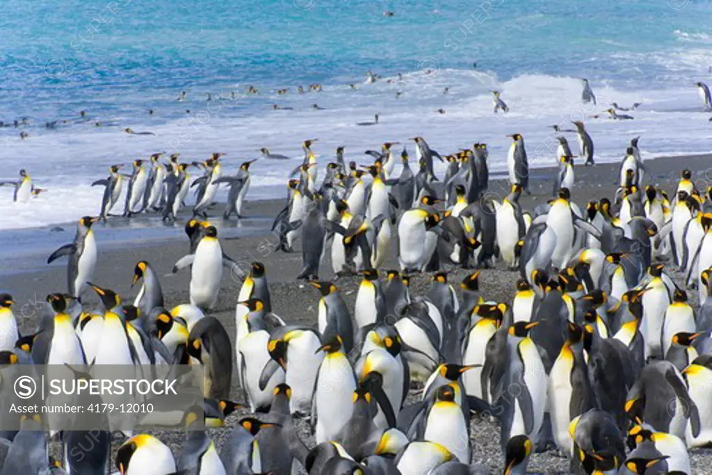 King penguins (Aptenodytes patagonicus) coming on beach near rookery after washing and cleaning their feathers and keeping their insulating qualities, fall, Allardyce Range, St. Andrews Bay; Southern Ocean; Antarctic Convergance; South Georgia Island