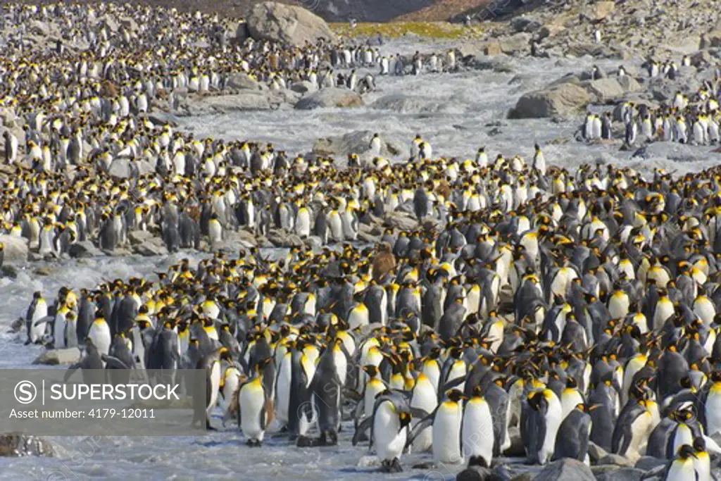 King penguins (Aptenodytes patagonicus) in crowded coastal rookery along glacial river, fall, St. Andrews Bay; Southern Ocean; Antarctic Convergance; South Georgia Island