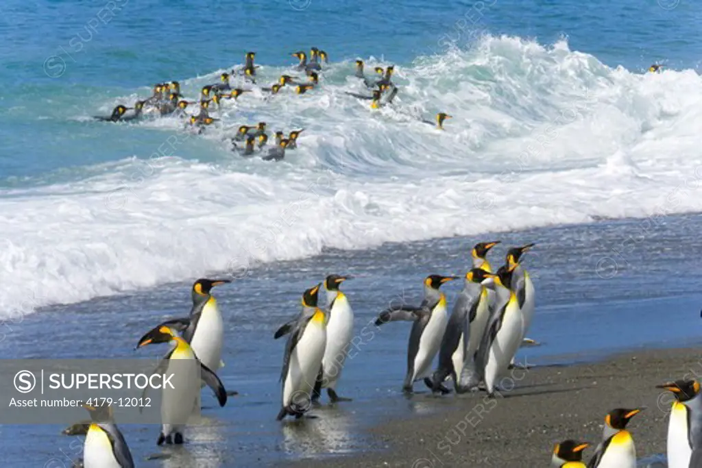 King Penguins (Aptenodytes patagonicus) coming on beach near rookery after washing and cleaning their feathers and keeping their insulating qualities, fall, St. Andrews Bay; Southern Ocean; Antarctic Convergance; South Georgia Island