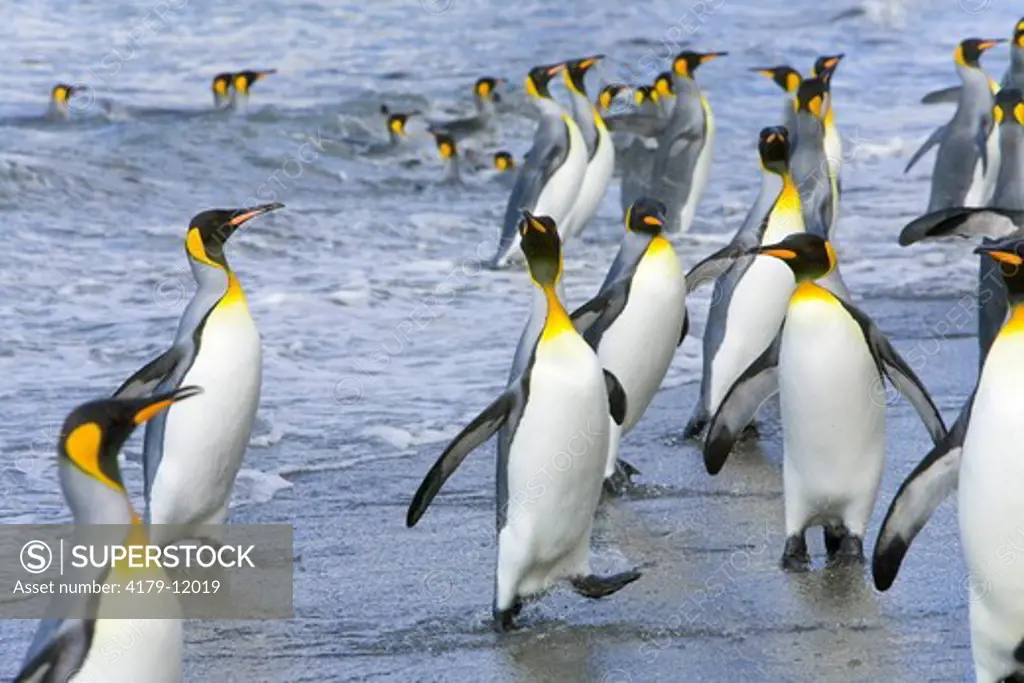 King Penguins (Aptenodytes patagonicus) together, interacing, flapping wings, near rookery, fall, St. Andrews Bay; Southern Ocean; Antarctic Convergance; South Georgia Island