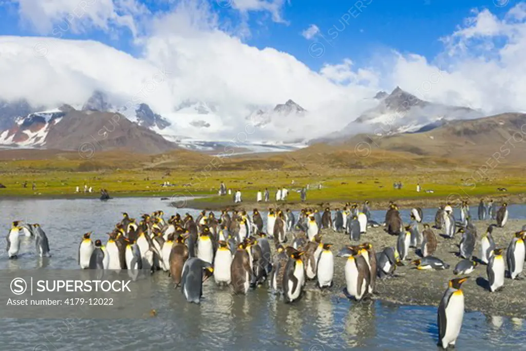 King Penguins (Aptenodytes patagonicus) walking, interacting, resting between the sea bach and river bank near penguin rookery against backdrop of snowy Allardyce Range, St. Andrews Bay; Southern Ocean; Antarctic Convergance; South Georgia Island