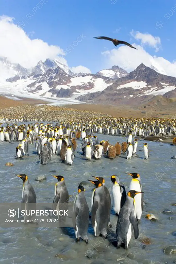 King Penguins (Aptenodytes patagonicus) walking, interacting, resting along the river  near penguin rookery against backdrop of snowy Allardyce Range, St. Andrews Bay; Southern Ocean; Antarctic Convergance; South Georgia Island
