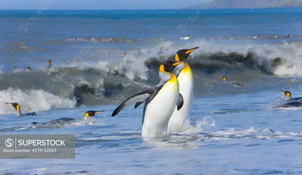 King Penguins (Aptenodytes patagonicus) emerging from sea after washing dirt from their feathers to maintain their insulating qualities, St. Andrews Bay; Southern Ocean; Antarctic Convergance; South Georgia Island