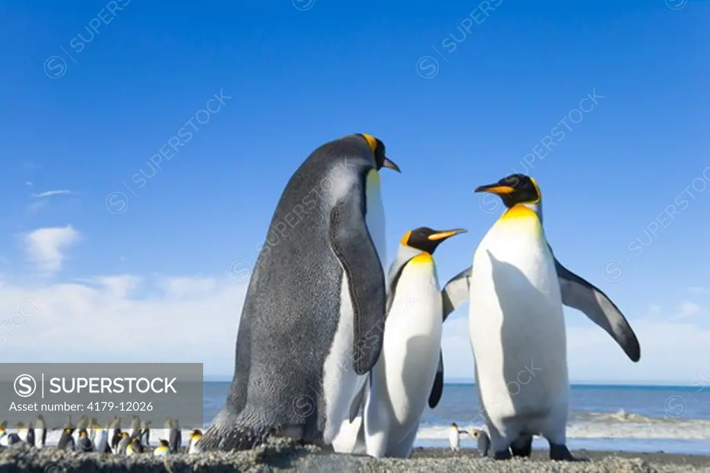 King penguins (Aptenodytes patagonicus) standing on beach together, pointing bills, stretching  wings -- graphic shapes against blue sky and clouds, -- St. Andrews Bay; Southern Ocean; Antarctic Convergance; South Georgia Island