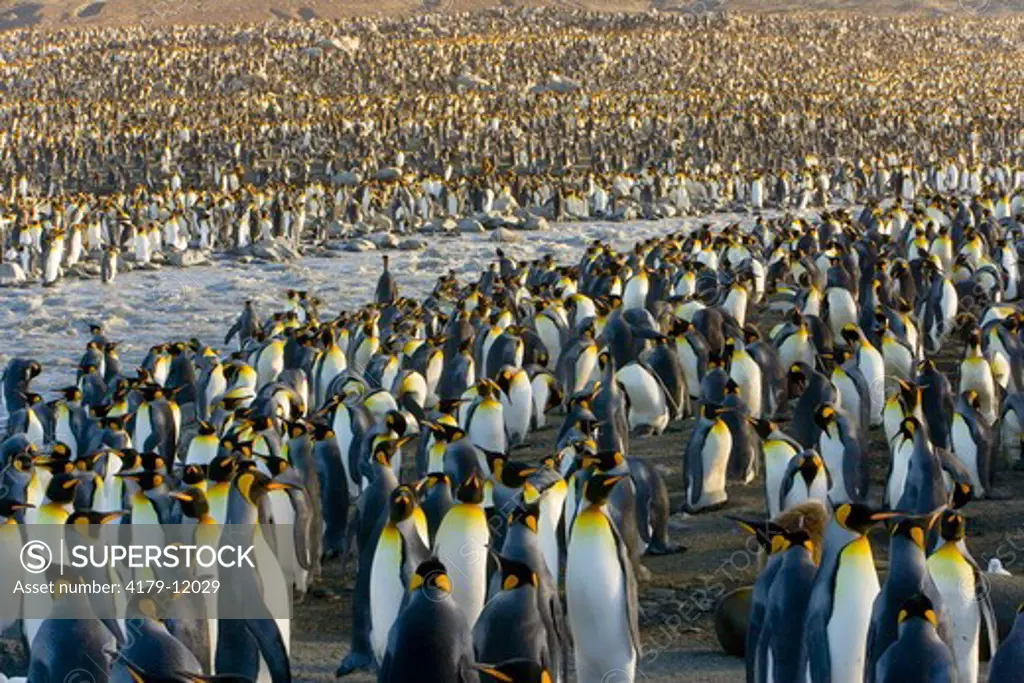 King Penguins (Aptenodytes patagonicus) in crowded rookery along river and near sea , St. Andrews Bay; Southern Ocean; Antarctic Convergance; South Georgia Island