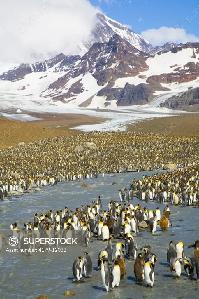 King penguins (Aptenodytes patagonicus) crossing river in penguin rookery against backdrop of snowy Allardyce Range, St. Andrews Bay; Southern Ocean; Antarctic Convergance; South Georgia Island
