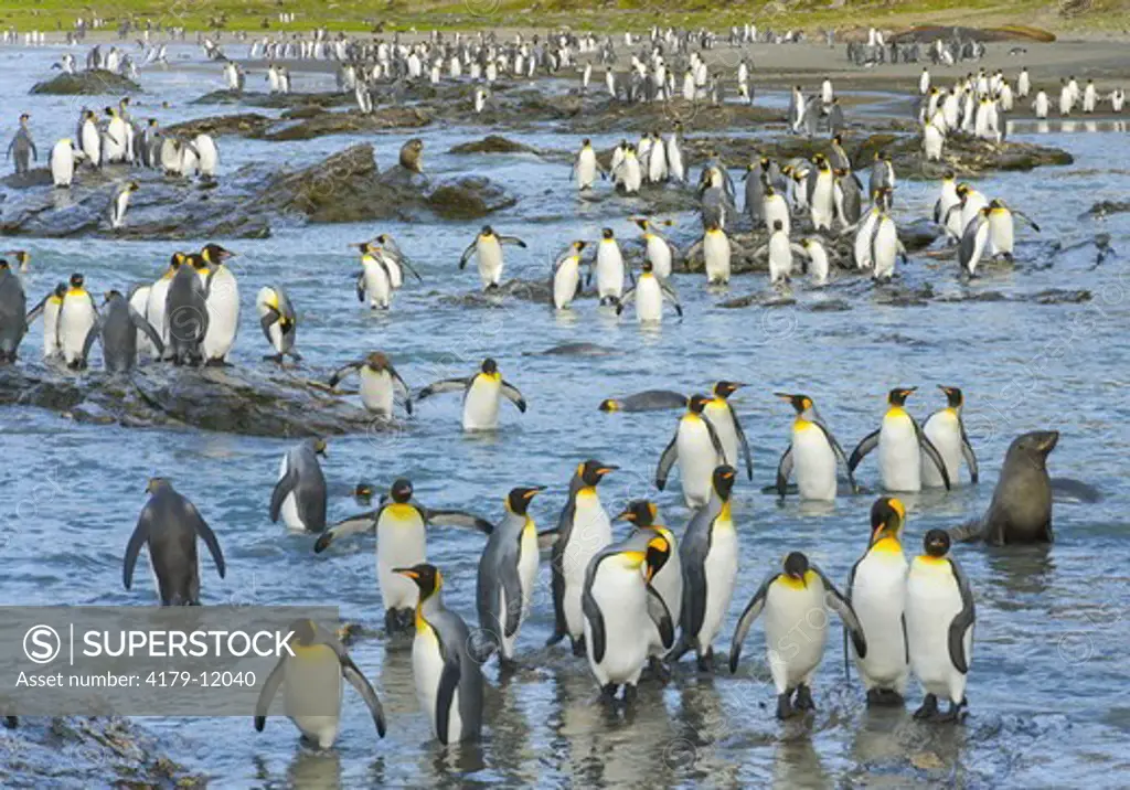 King Penguins (Aptenodytes patagonicus) walking, interacting,  wading, swimming, diving near beach and coastal rocks, fall morning,   St. Andrews Bay; snowy Allardyce Range in background, Southern Ocean; Antarctic Convergance; South Georgia Island