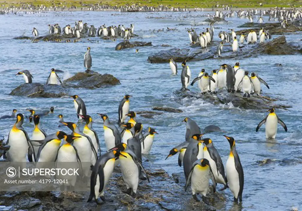 King Penguins (Aptenodytes patagonicus) walking, interacting, wading, swimming, diving near beach and coastal rocks, fall morning,   St. Andrews Bay; snowy Allardyce Range in background, Southern Ocean; Antarctic Convergance; South Georgia Island