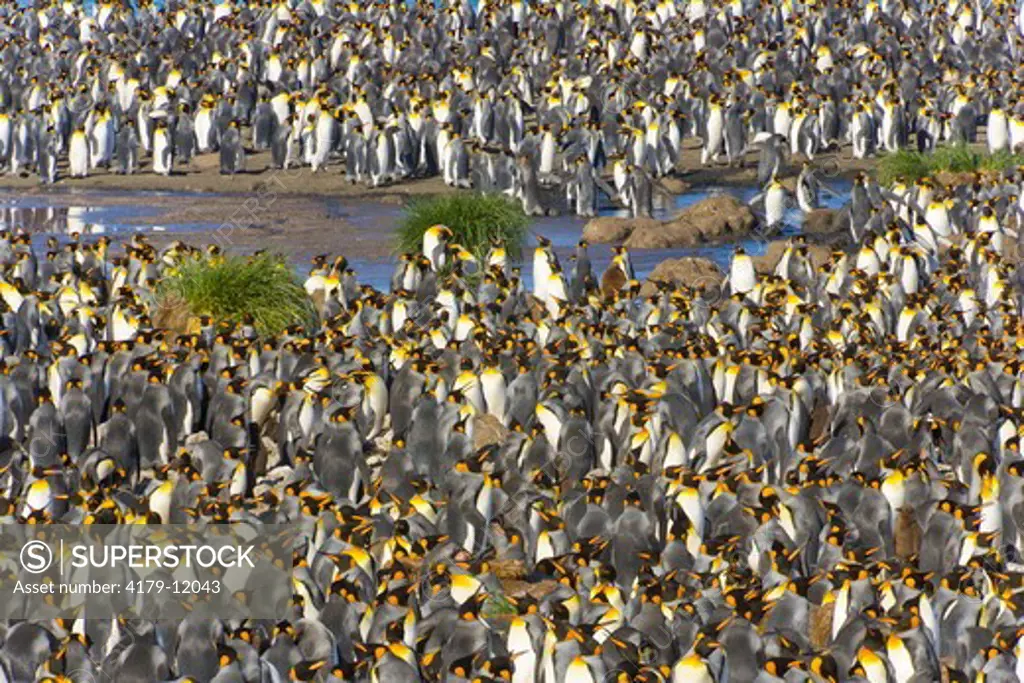 King penguins (Aptenodytes patagonicus) in coastal rookery crowded with many birds nesting, protecting chicks and eggs, sleeping, fighting, fall, Gold Harbour, Southern Ocean,  Antarctic Convergance, South Georgia Island