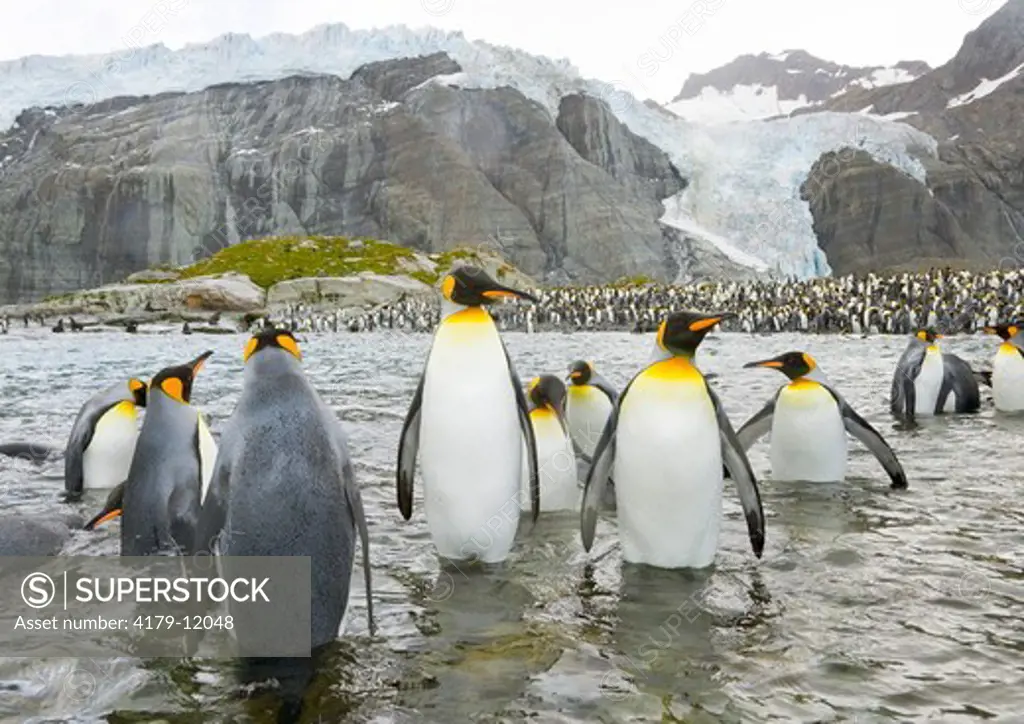 King penguins (Aptenodytes patagonicus) standing in water, sother congregating on beach near cliffs and glacier which is melting due to global warming,  fall, Gold Harbour, Southern Ocean, Antarctic Convergance, South Georgia Island