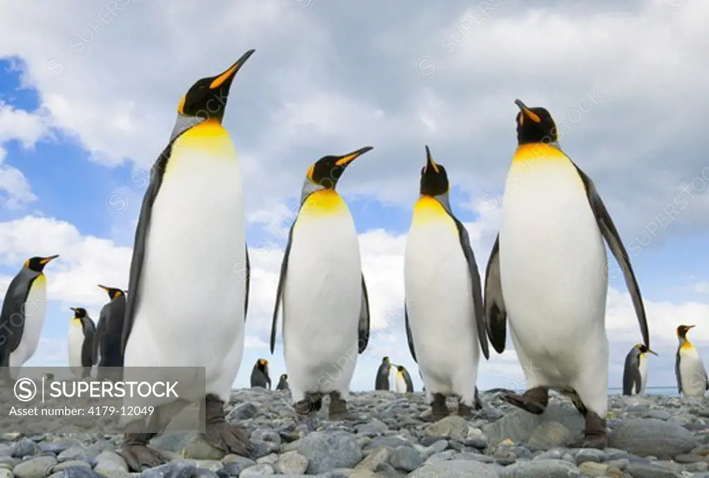 King Penguins (Aptenodytes patagonicus) standing in group, walking, pointing long bills on rocky beach, fall, Gold Harbour, Southern Ocean, Antarctic Convergance, South Georgia Island