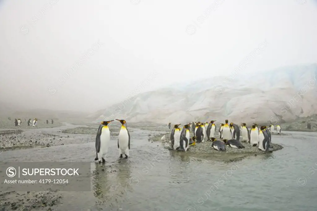 King Penguins (Aptenodytes patagonicus) in group, standing along creek near glacier in fog, fall evening; Trollhul; Graae Glacier, Southern Ocean; Antarctic Convergance; South Georgia Island