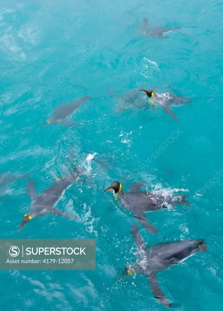 King Penguins (Aptenodytes patagonicus) birds swimming in calm green sea under cloudy sky, fall,  Right Whale Bay, Southern Ocean; Antarctic Convergance,  South Georgia Island