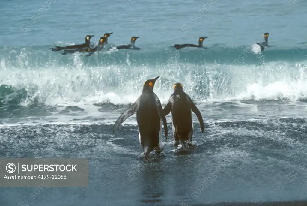 King Penguins swimming (Aptenodytes patagonicus) So. Georgia Is.- Gold H