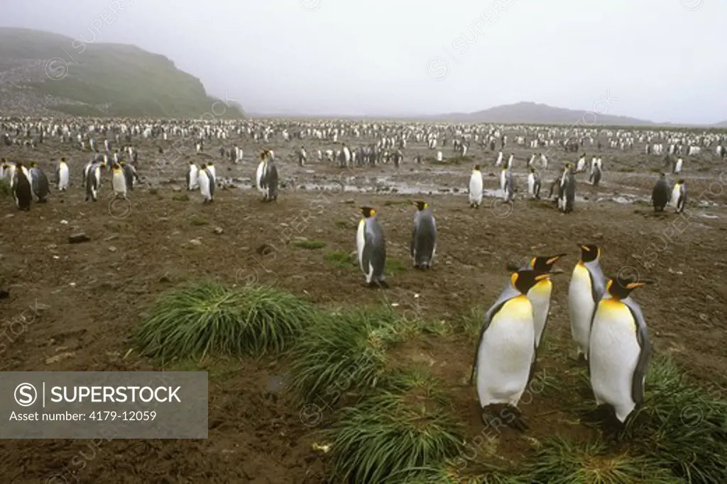 King Penguin Colony (Aptenodytes patagonicus) Salisbury Plain - S Georgia Isl, Antarctica