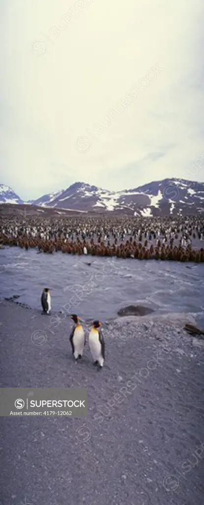 Huge King Penguin Colony, St. Andrews Bay, S. Georgia I., Antarctica (Aptenodytes p. patagonica)