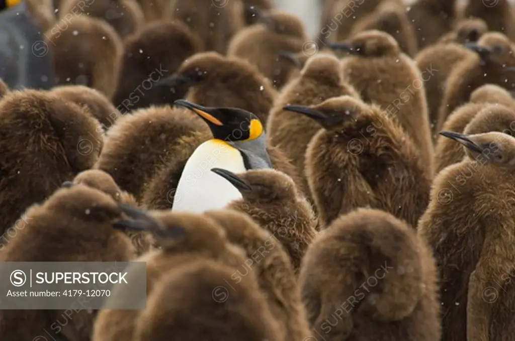 King Penguin (Aptenodytes patagonicus) adult in the middle of lots of chicks.  Chicks called 'Okumboys', Gold Harbour, South Georgia