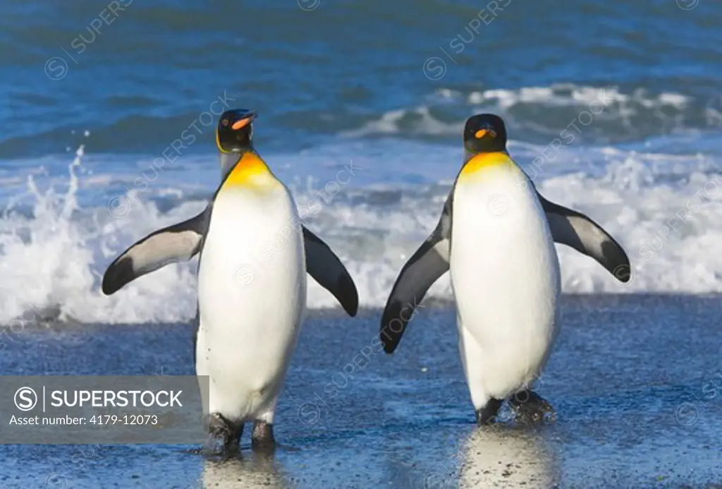 King penguins (Aptenodytes patagonicus) walking out of sea after swimming and cleaning feathers to maintain their insulating qualities, St. Andrews Bay; Southern Ocean; Antarctic Convergance; South Georgia Island