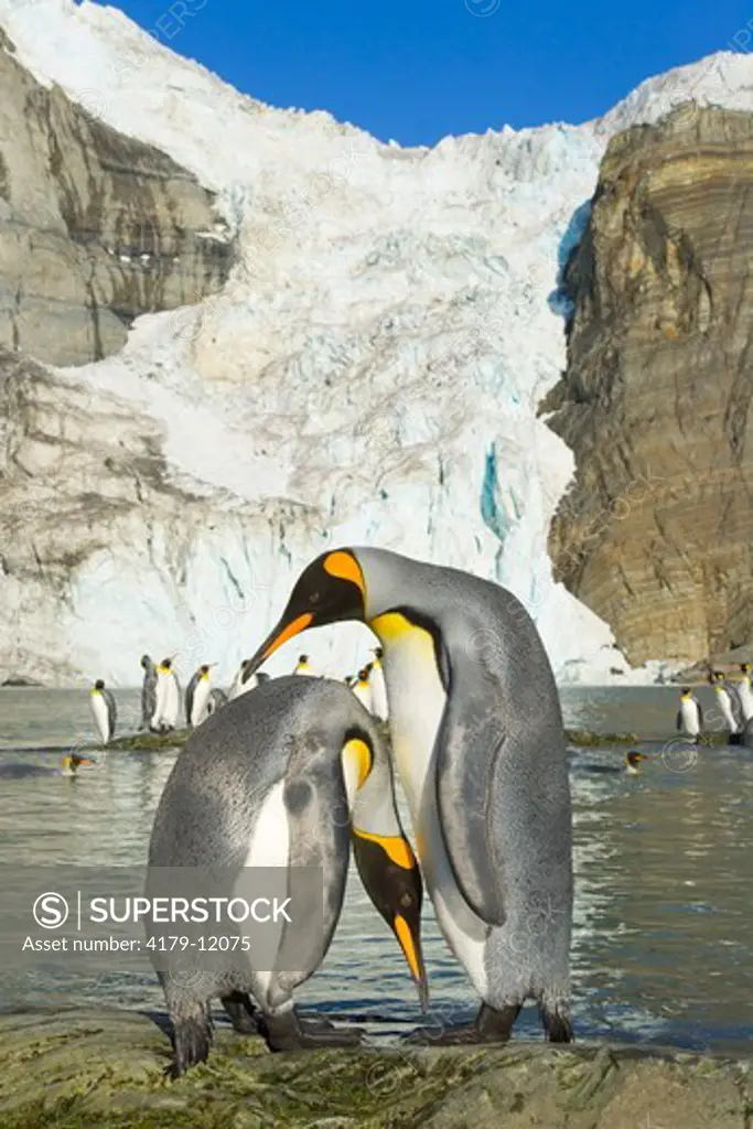 Two King Penguins (Aptenodytes patagonicus) courting and interacting on coastal rocks near glacier melting fast due to global warming,  fall, Twitcher Glacier, Gold Harbour, Southern Ocean, Antarctic Convergance, South Georgia Island